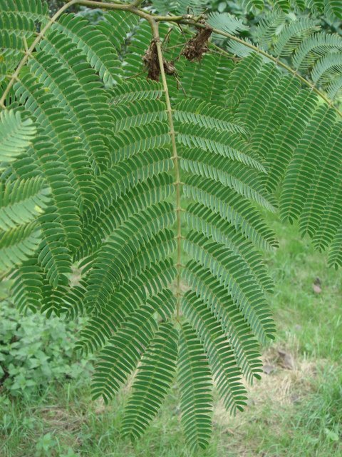 Albizia julibrissin feuille